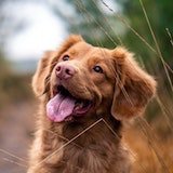 close-up view of a panting dog