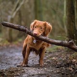 a dog playing with a stick